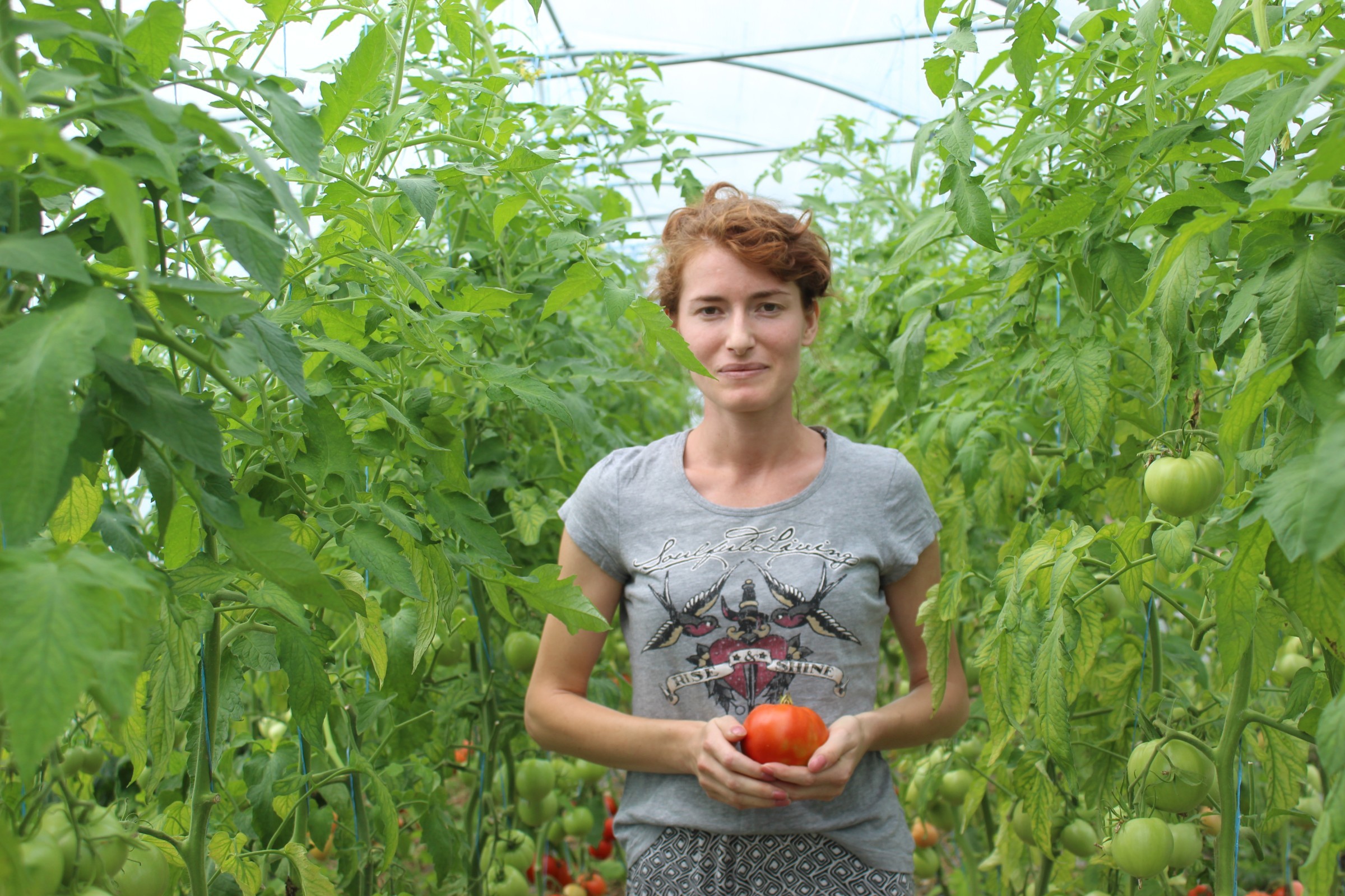 Junge Frau in Kosovo steht in einem Tomaten-Gewächshaus und hält eine Tomate in der Hand.