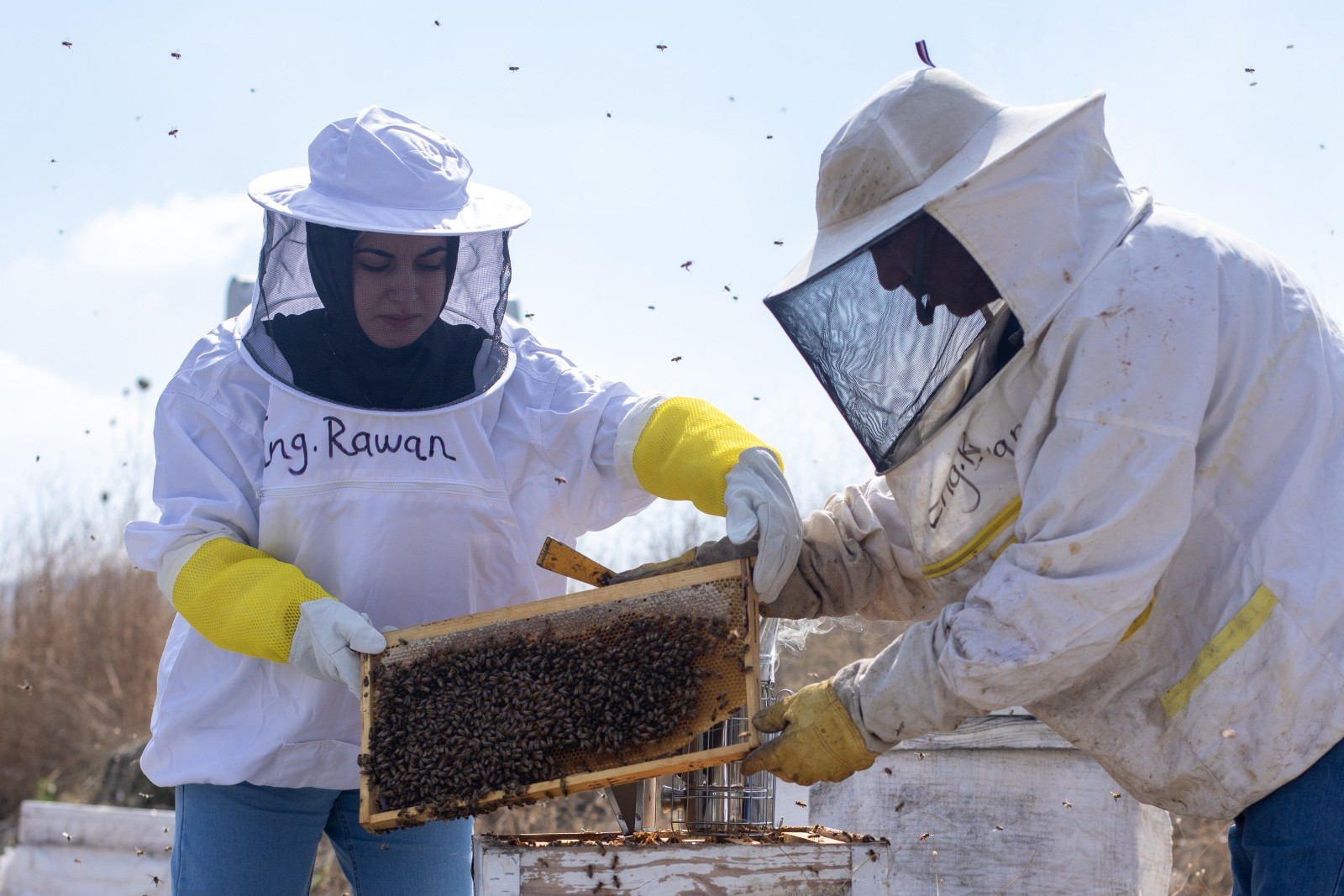 Die Imkerin Rawan Fayyad und ein anderer Imker in Schutzanzügen nehmen einen Rahmen aus einem Bienenkasten.
